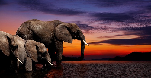 Elephants at sunset