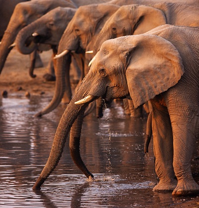 African elephants drinking water